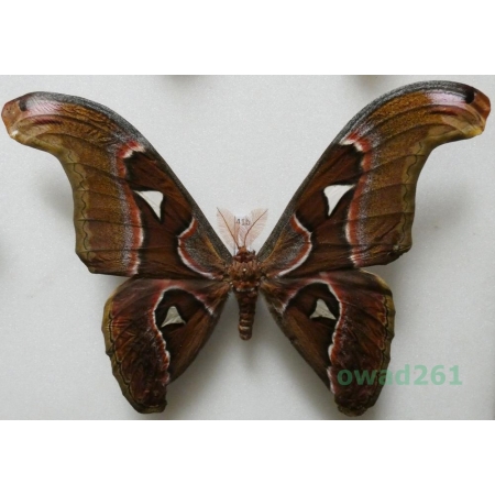 Attacus lorquinii C. & R. Felder, 1861 male ex. pupa Philippines 183mm71b